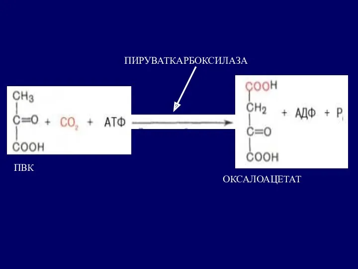 ПВК ОКСАЛОАЦЕТАТ ПИРУВАТКАРБОКСИЛАЗА