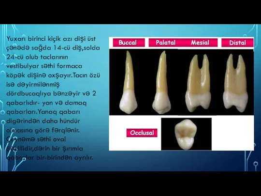 Yuxarı birinci kiçik azı dişi üst çənədə sağda 14-cü diş,solda 24-cü olub taclarının