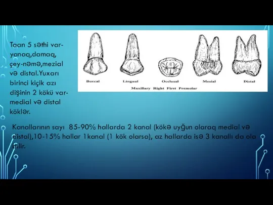 Tacın 5 səthi var- yanaq,damaq,çey-nəmə,mezial və distal.Yuxarı birinci kiçik azı