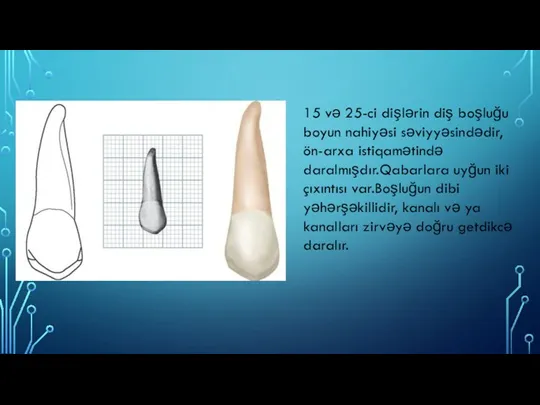 15 və 25-ci dişlərin diş boşluğu boyun nahiyəsi səviyyəsindədir,ön-arxa istiqamətində