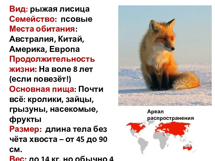 Вид: рыжая лисица Семейство: псовые Места обитания: Австралия, Китай, Америка,