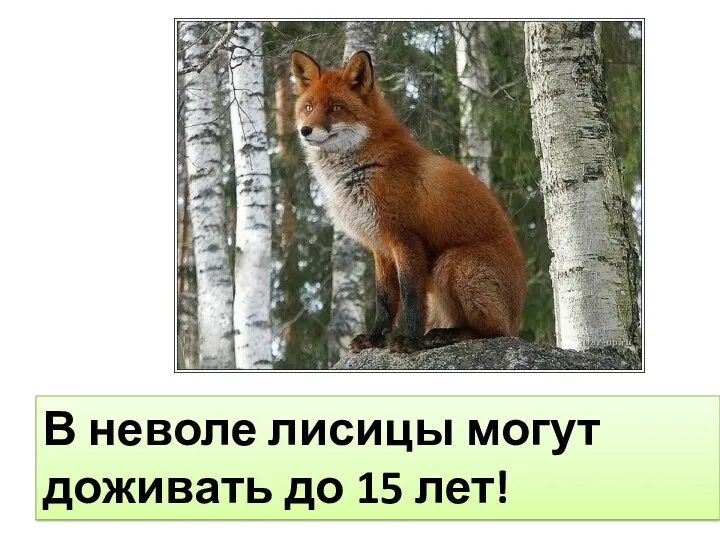 В неволе лисицы могут доживать до 15 лет!