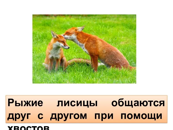 Рыжие лисицы общаются друг с другом при помощи хвостов.
