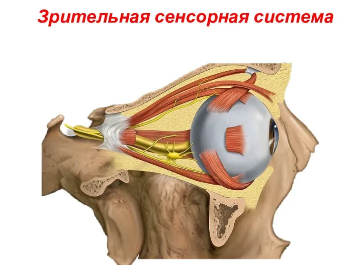 Глаз (глазное яблоко) располагается в глазнице черепа. Зрительная сенсорная система