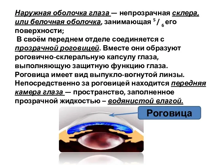 Наружная оболочка глаза — непрозрачная склера, или белочная оболочка, занимающая