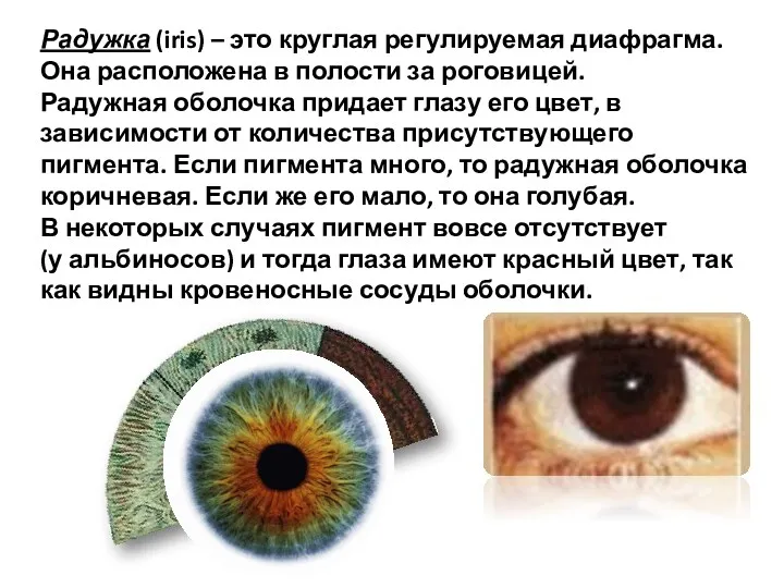 Радужка (iris) – это круглая регулируемая диафрагма. Она расположена в