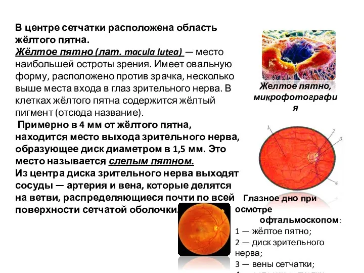 В центре сетчатки расположена область жёлтого пятна. Жёлтое пятно (лат.