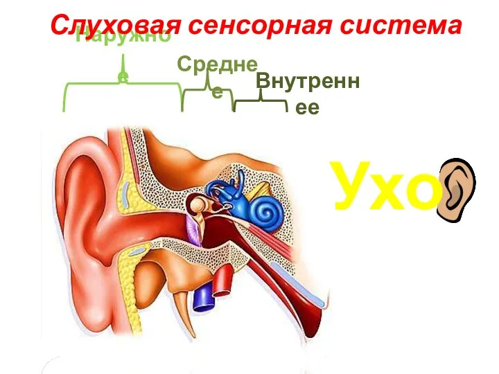 Наружное Среднее Внутреннее Ухо Слуховая сенсорная система