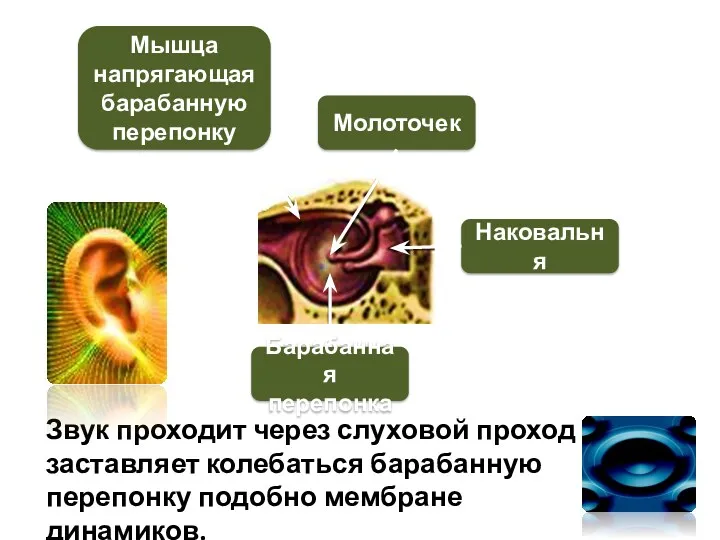 Звук проходит через слуховой проход и заставляет колебаться барабанную перепонку