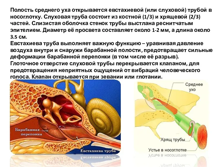 Полость среднего уха открывается евстахиевой (или слуховой) трубой в носоглотку.