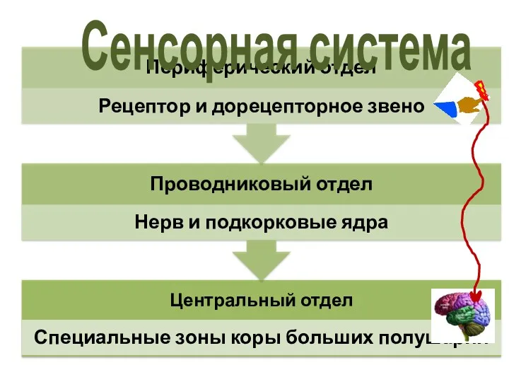 Сенсорная система