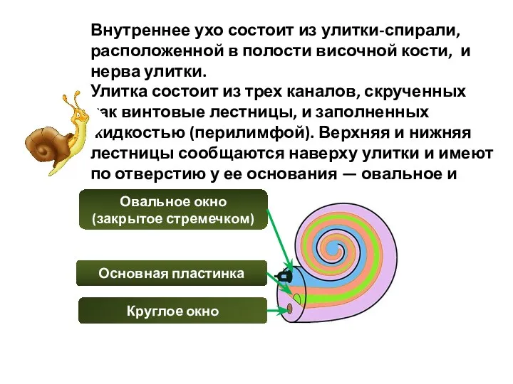 Внутреннее ухо состоит из улитки-спирали, расположенной в полости височной кости,