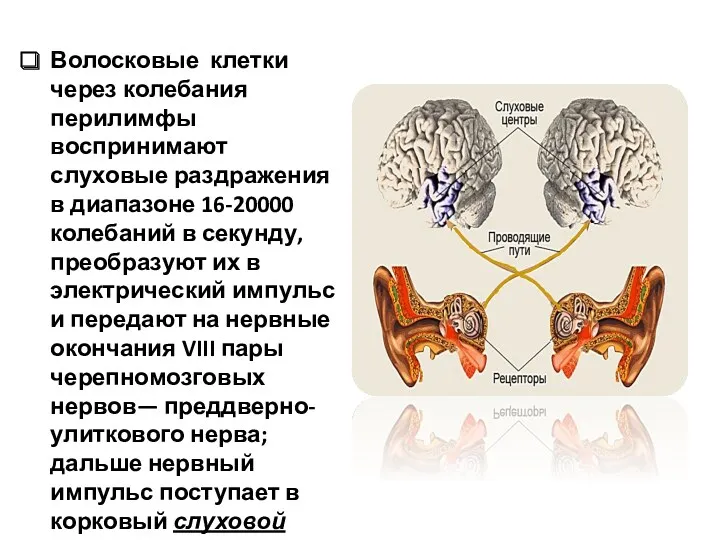 Волосковые клетки через колебания перилимфы воспринимают слуховые раздражения в диапазоне