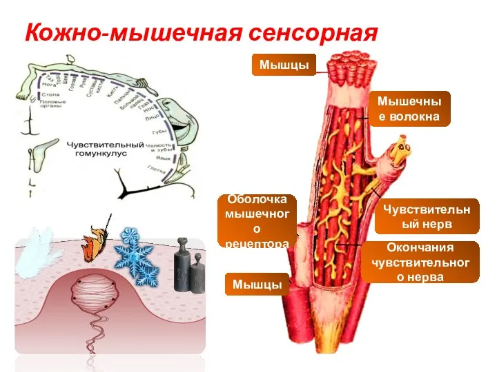 Кожно-мышечная сенсорная система Чувствительный нерв Оболочка мышечного рецептора Окончания чувствительного нерва Мышцы Мышечные волокна Мышцы