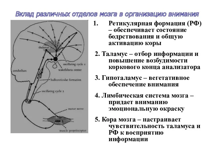 Вклад различных отделов мозга в организацию внимания Ретикулярная формация (РФ)