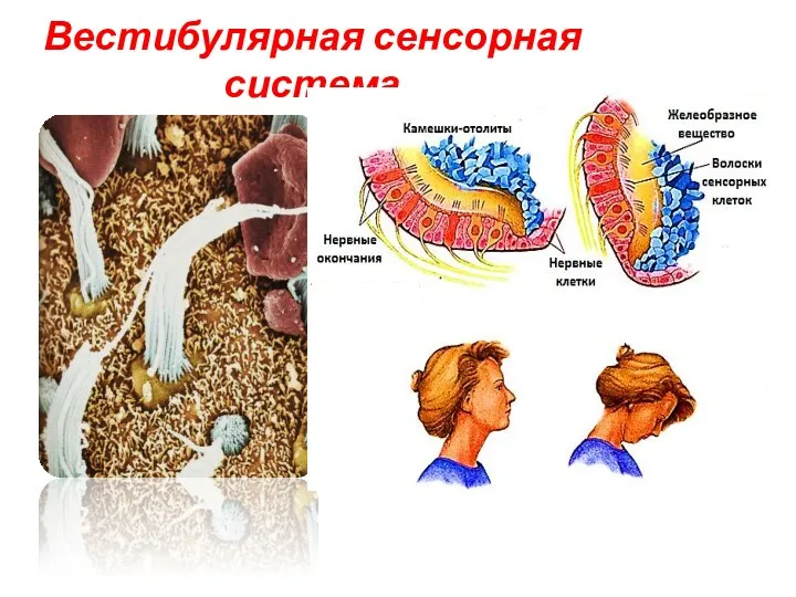 Вестибулярная сенсорная система