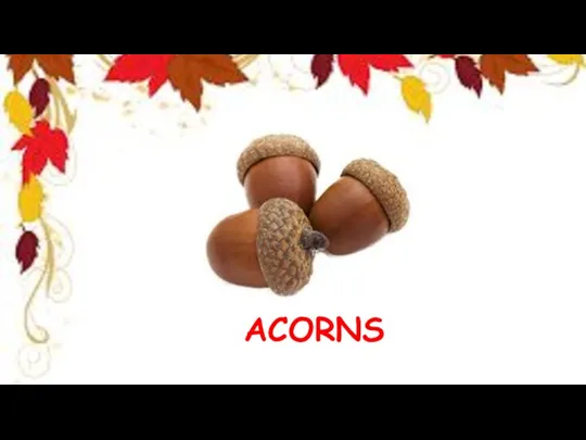 ACORNS