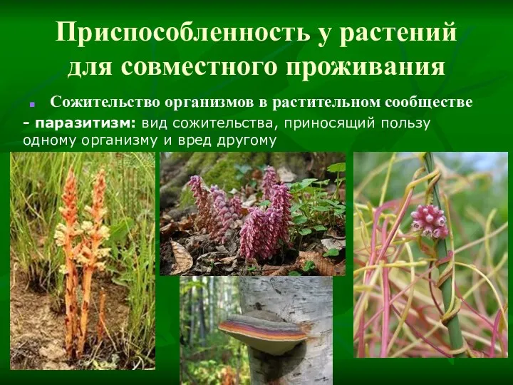 Приспособленность у растений для совместного проживания Сожительство организмов в растительном