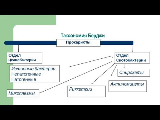 Таксономия Берджи