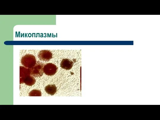 Микоплазмы