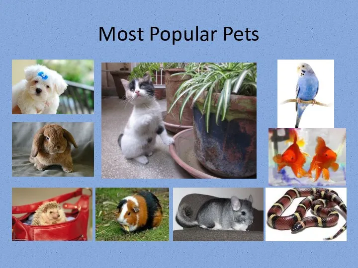Most Popular Pets