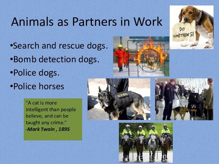 Animals as Partners in Work Search and rescue dogs. Bomb