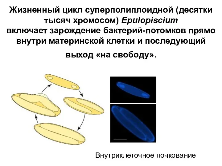 Жизненный цикл суперполиплоидной (десятки тысяч хромосом) Epulopiscium включает зарождение бактерий-потомков