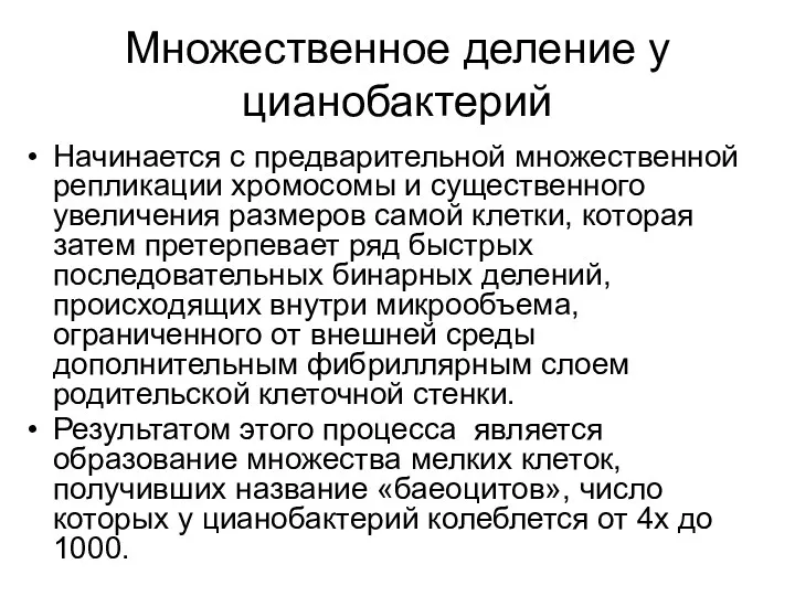 Множественное деление у цианобактерий Начинается с предварительной множественной репликации хромосомы