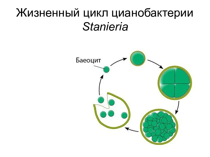 Жизненный цикл цианобактерии Stanieria