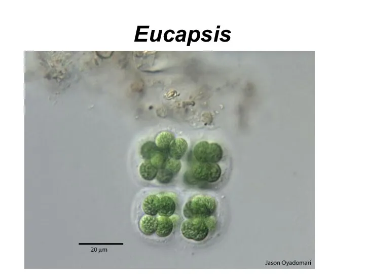 Eucapsis