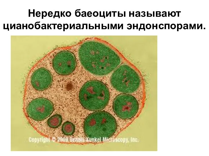 Нередко баеоциты называют цианобактериальными эндонспорами.