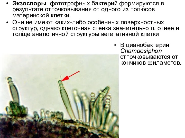 Экзоспоры фототрофных бактерий формируются в результате отпочковывания от одного из