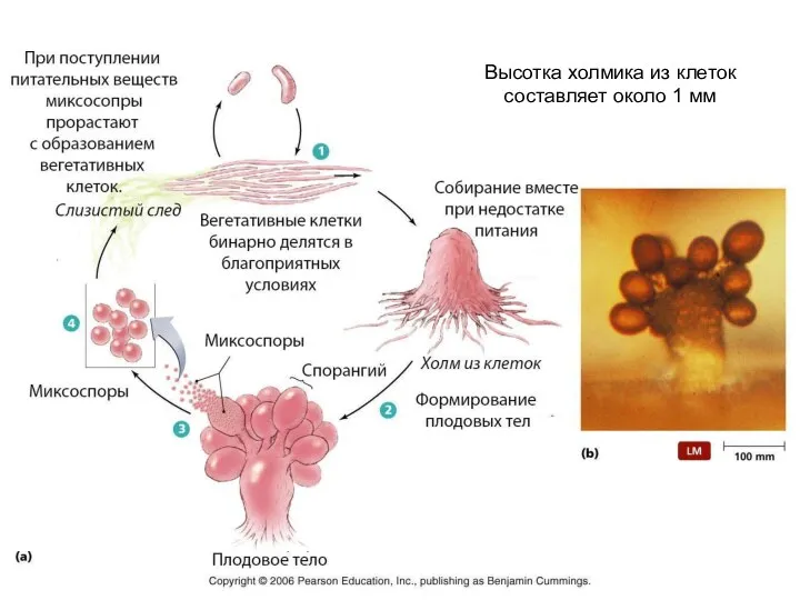 Высотка холмика из клеток составляет около 1 мм