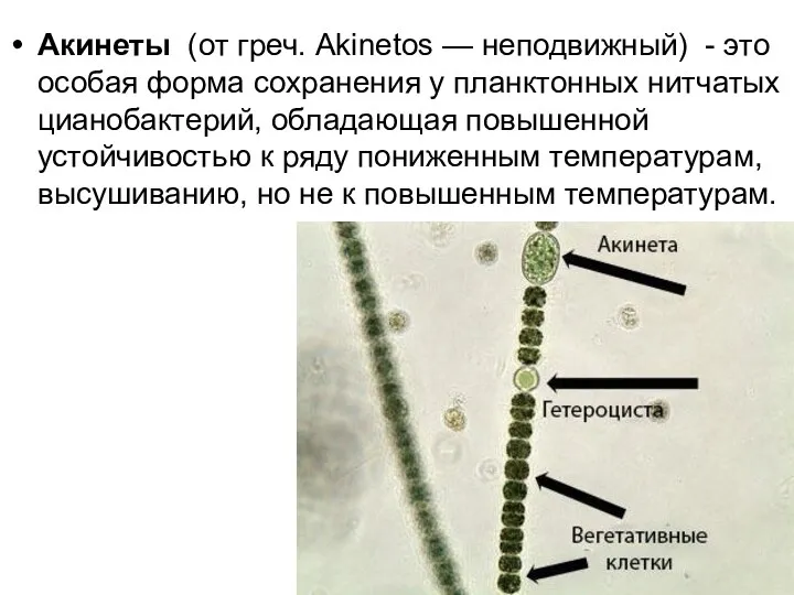 Акинеты (от греч. Akinetos — неподвижный) - это особая форма