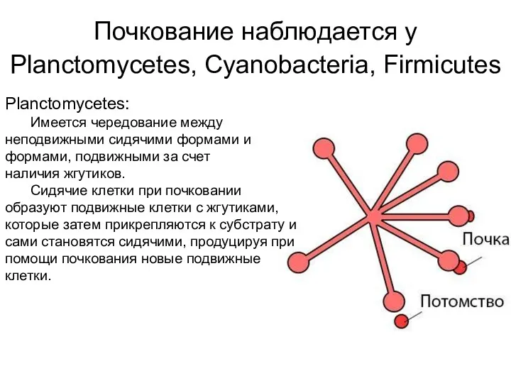 Почкование наблюдается у Planctomycetes, Cyanobacteria, Firmicutes Planctomycetes: Имеется чередование между