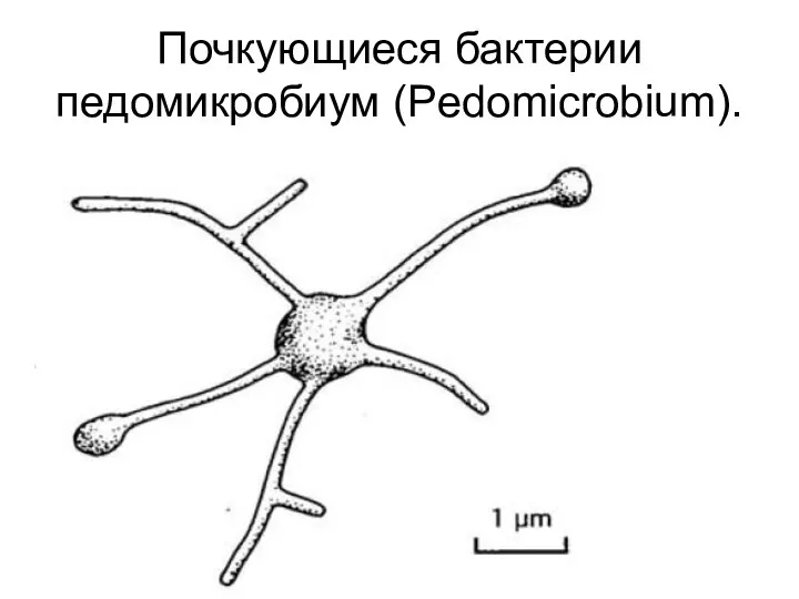 Почкующиеся бактерии педомикробиум (Pedomicrobium).