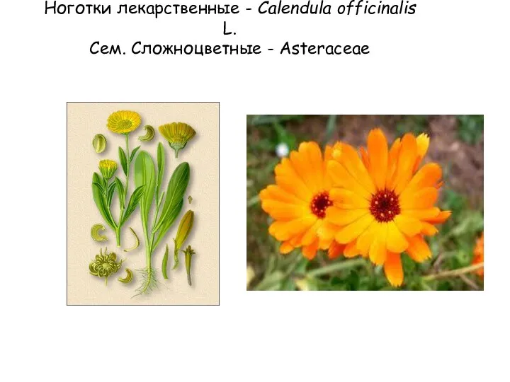 Ноготки лекарственные - Calendula officinalis L. Сем. Сложноцветные - Asteraceae