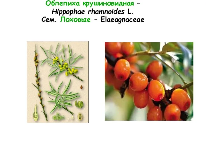 Облепиха крушиновидная – Hippophae rhamnoides L. Сем. Лоховые - Elaeagnaceae