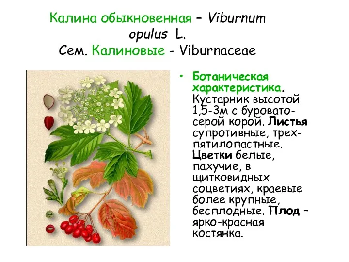 Калина обыкновенная – Viburnum opulus L. Сем. Калиновые - Viburnaceae