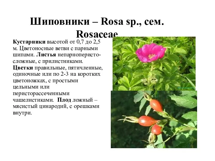 Шиповники – Rosa sp., сем. Rosaceae Кустарники высотой от 0,7