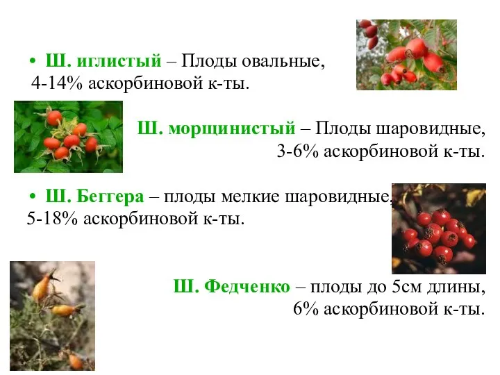 Ш. иглистый – Плоды овальные, 4-14% аскорбиновой к-ты. Ш. морщинистый