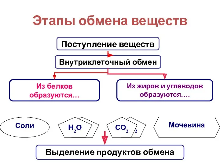 Этапы обмена веществ Н2О СО2 Мочевина Соли Поступление веществ Н2О СО2