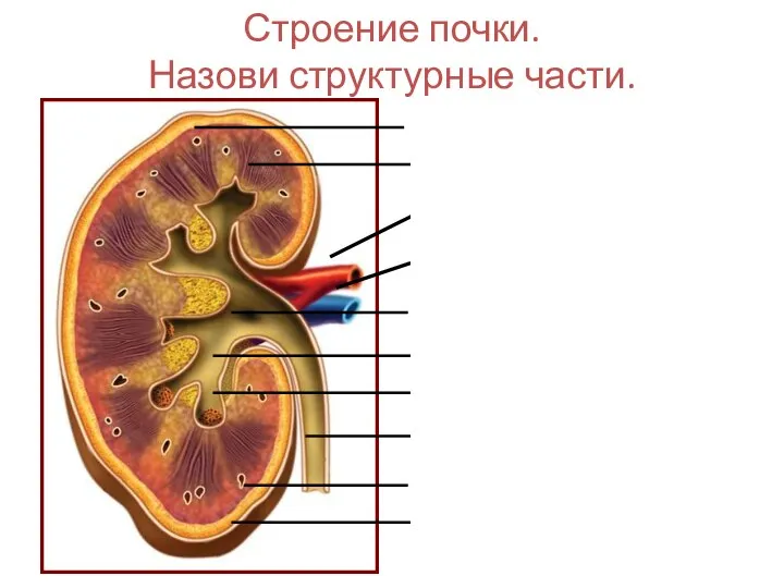 Строение почки. Назови структурные части.