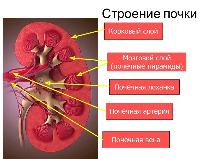 Строение почки Корковый слой Мозговой слой (почечные пирамиды) Почечная лоханка Почечная артерия Почечная вена