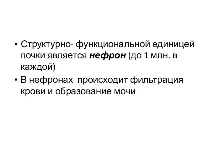 Структурно- функциональной единицей почки является нефрон (до 1 млн. в