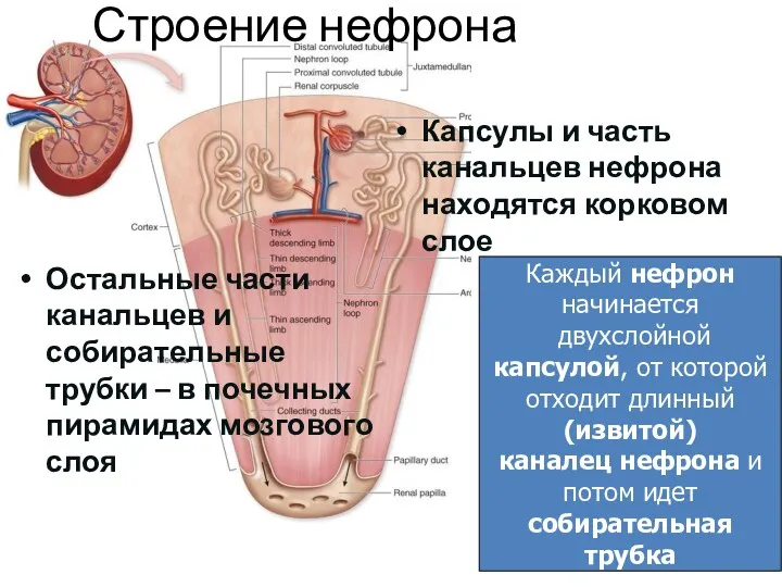 Каждый нефрон начинается двухслойной капсулой, от которой отходит длинный (извитой)