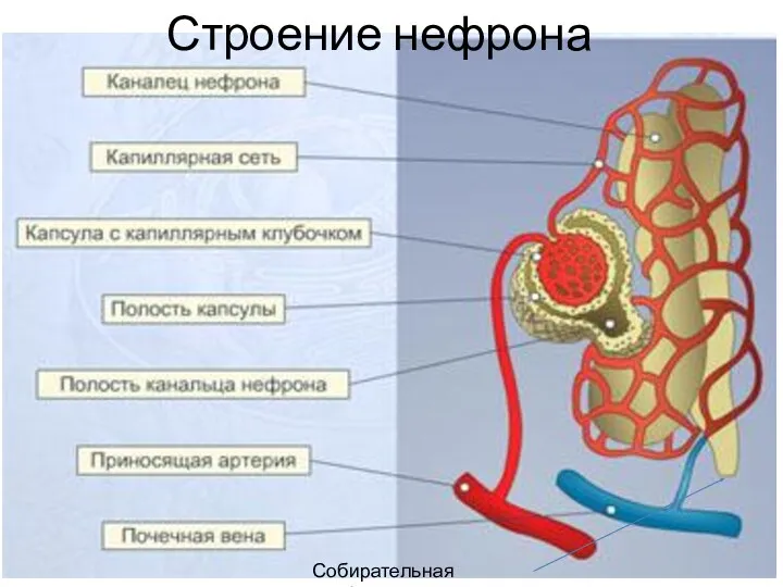 Собирательная трубочка Строение нефрона