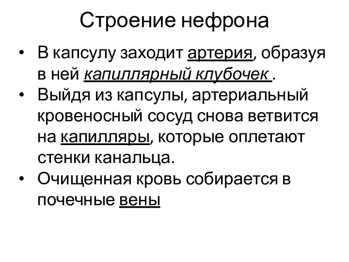 Строение нефрона В капсулу заходит артерия, образуя в ней капиллярный