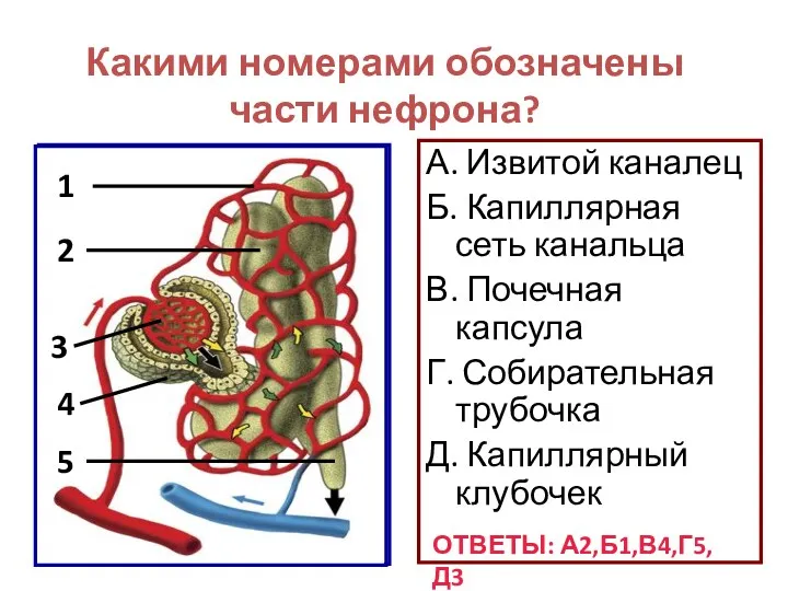 А. Извитой каналец Б. Капиллярная сеть канальца В. Почечная капсула