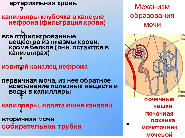 артериальная кровь капилляры клубочка в капсуле нефрона (фильтрация крови) все